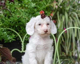 Diamond-Female-$3200-Service Dog Prospect