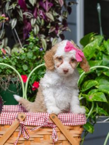 Caramel Tuxedo-Australian Labradoodle-Female