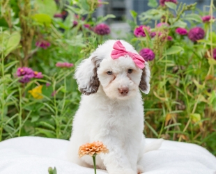 Diva-Female-$3000