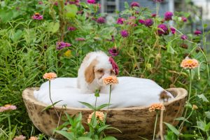 Caramel Tuxedo-Australian Labradoodle-Female