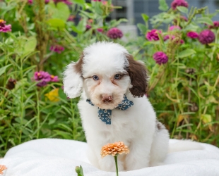 Duke-Male-$3000