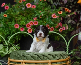 Flounder-Male-$3000