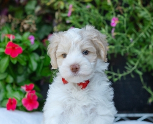 Sebastian-Male-$3000